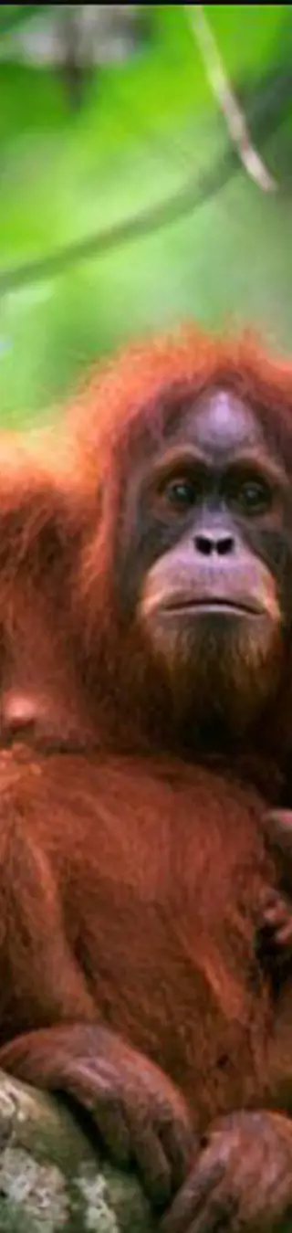 Nationalpark Gunung Leuser
